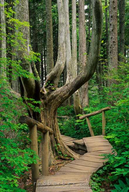 Tree along Cape Flattery trail