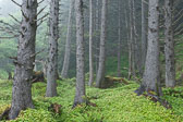 Olympic National Park