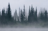 Mt. Rainier National Park